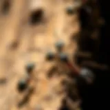 Wood-Eating Ants in Action A close-up of wood-eating ants in their natural habitat