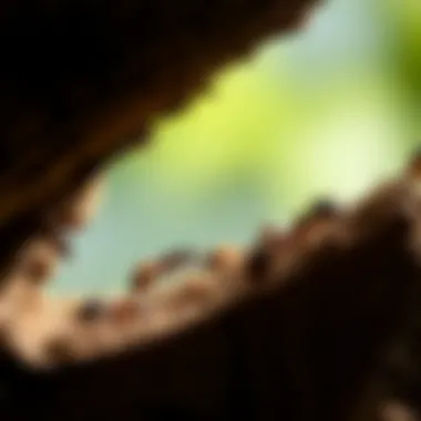 Impact on Structural Integrity Diagram showing the structural damage caused by wood-eating ants