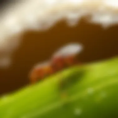 Adult Fleas: The Reproductive Stage Adult fleas on a host animal