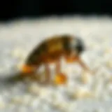 Flea eggs on a surface