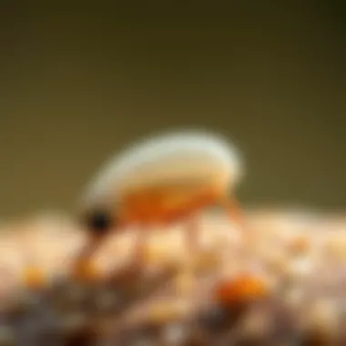 Flea Larvae: Hidden Growth Stages Flea larvae in a natural habitat