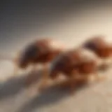 Close-up view of bed bug eggs on a surface
