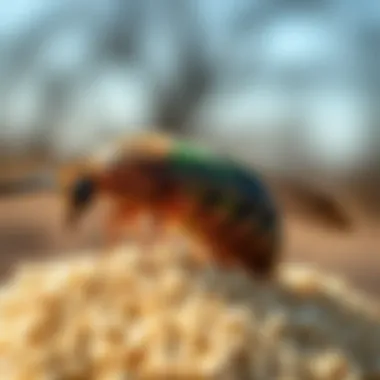 The Pragmatics of Mother Earth Granular Scatter Bait in Pest Management Summary The Pragmatics of Mother Earth Granular Scatter Bait in Pest Management Summary