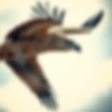 Notable The Role and Efficacy of Eagle Kites in Bird Scarer Applications Notable The Role and Efficacy of Eagle Kites in Bird Scarer Applications