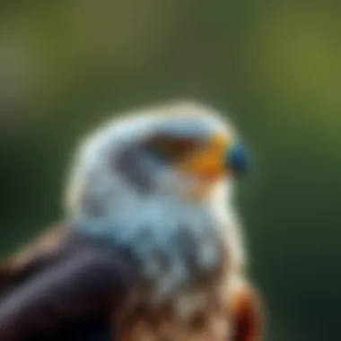 The Role and Efficacy of Eagle Kites in Bird Scarer Applications Summary The Role and Efficacy of Eagle Kites in Bird Scarer Applications Summary