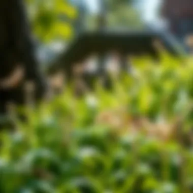 Sustainable pest management practices in gardens