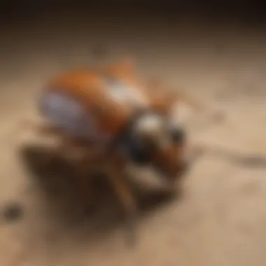 Innovative Eco-Friendly Pest Control Technology Eco-friendly pest control technology