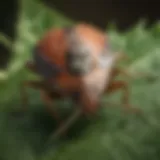 Close-up view of a stink bug on a leaf