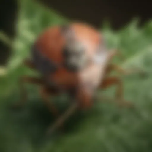 Close-up view of a stink bug on a leaf