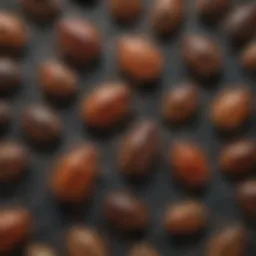 A close-up view of a variety of tick species collected in a research environment