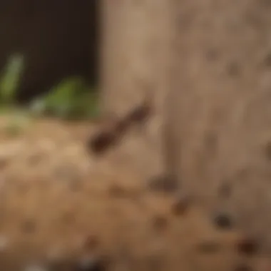Identifying Signs of Ant Presence Identifying signs of ant presence in the household