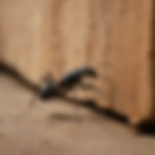 Close-up view of carpenter ants on wood