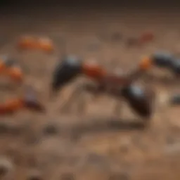 Close-up of various ant species