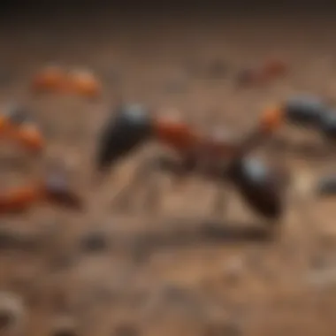 Close-up of various ant species
