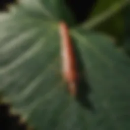 Close-up view of an arrow pest on a leaf