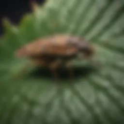 Close-up of a bay pest on a leaf