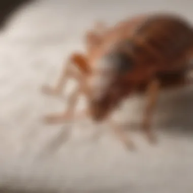 Infestation of bed bugs on a mattress