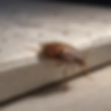 Infested mattress with bed bugs visible