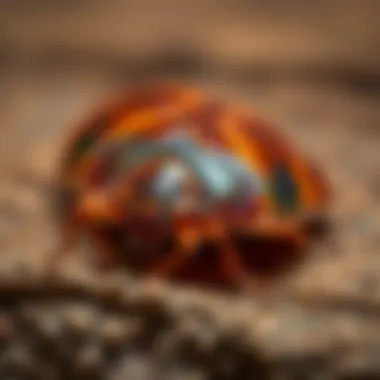 Notable Understanding Bed Bug Temperature: An In-Depth Exploration Notable Understanding Bed Bug Temperature: An In-Depth Exploration