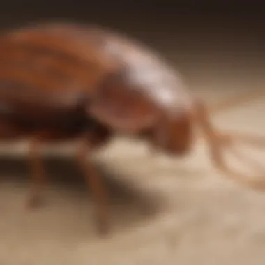Bed Bug Biology and Lifecycle Infographic on bed bug biology and lifecycle