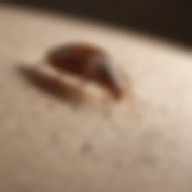 Reactions to Bed Bug Bites Infographic showing bed bug bite reactions