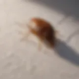 Close-up of a bed bug on a mattress