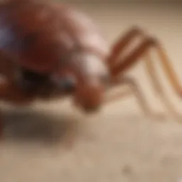 Close-up of a bed bug on a mattress seam