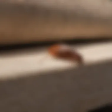 Common Hiding Spots for Bed Bugs Illustration of common bed bug hiding spots in furniture