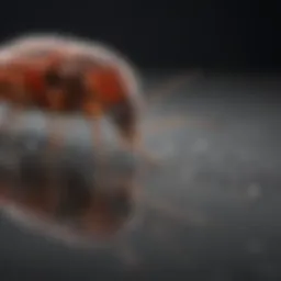 Close-up of a bug killing gel application on a surface