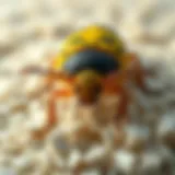 Understanding Carpet Beetle Treatment Costs Introduction