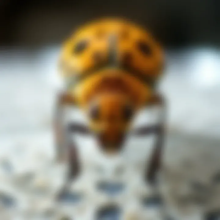 Understanding Carpet Beetle Treatment Costs Summary
