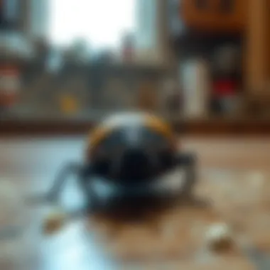 Understanding Carpet Beetles in the Kitchen: Identification, Prevention, and Control Summary