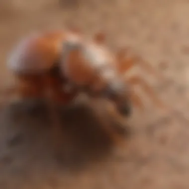 Effective Strategies to Prevent Chigger Infestations Illustration of prevention methods against chiggers