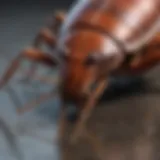 Close-up of a cockroach on a surface