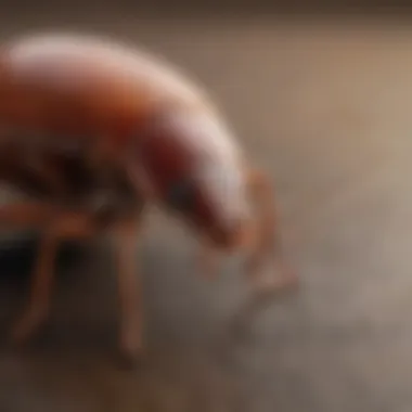 Symptoms of Cockroach Bites Diagram illustrating symptoms of cockroach bites