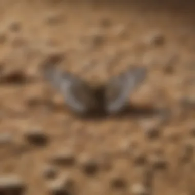 Infestation signs in stored grains