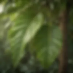 Close-up of green mango tree leaves with pest damage