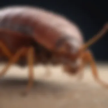 Anatomy of a Bed Bug Illustration of bed bug anatomy