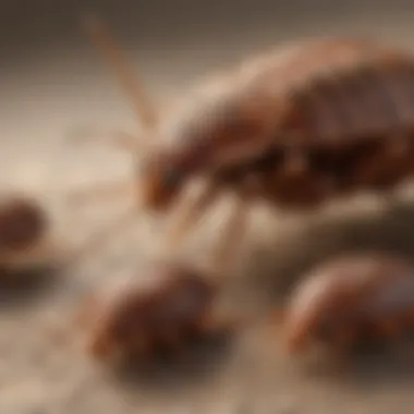 Feeding Stages of Bed Bugs Diagram showing bed bug feeding stages