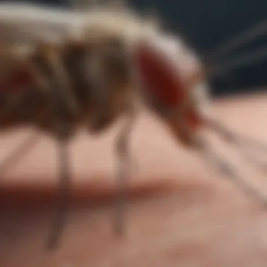 Close-up of a mosquito bite on skin