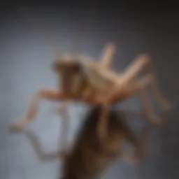 Close-up view of a cricket on a surface