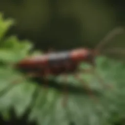 Close-up view of an earwig on a leaf, showcasing its distinctive pincers