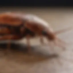 A close-up of a large cockroach on a surface