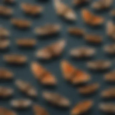 Infographic illustrating the life cycle of little moths