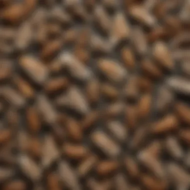Identifying Small Pantry Moths Close-up of small pantry moths on food packaging