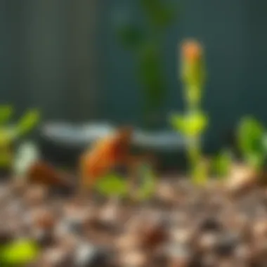Resources for Eco-Friendly Pest Management A collection of eco-friendly pest management resources for homeowners