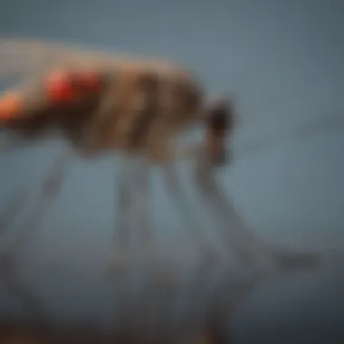 Mosquito Lifecycle and IGR Impact Illustration of mosquito lifecycle stages