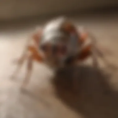 Effective Long-Term Pest Management Strategies Illustration of long-term pest management strategies
