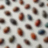 Close-up of various pantry beetle species