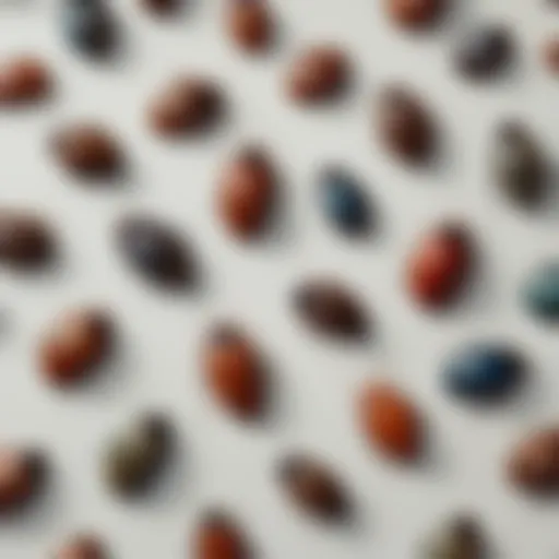 Close-up of various pantry beetle species